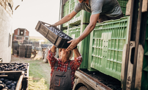 farmers load fruit for transport.png